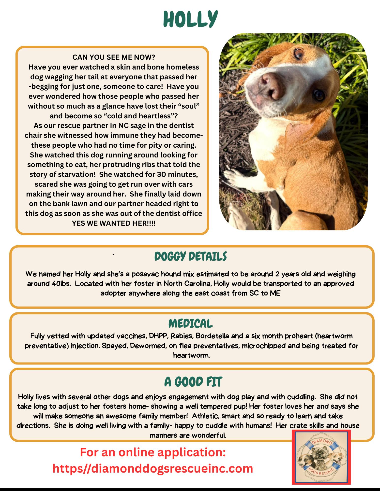 Enlarge Holly, a ADOPTABLE mixed breed in Mount Holly, NJ image 6/6