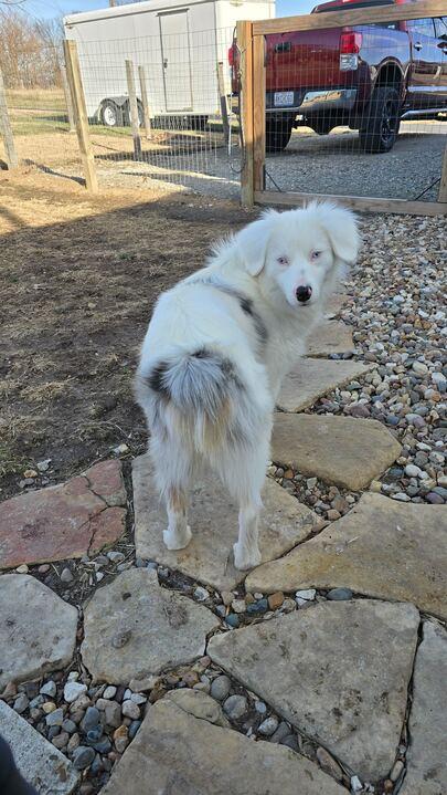 Enlarge Denali, an adopted Australian Shepherd in Clarksburg, MO image 2/5
