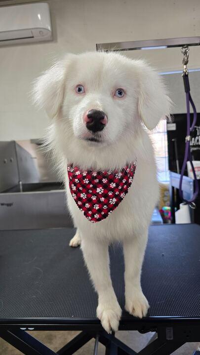 Denali, adopted, Young Male Australian Shepherd.