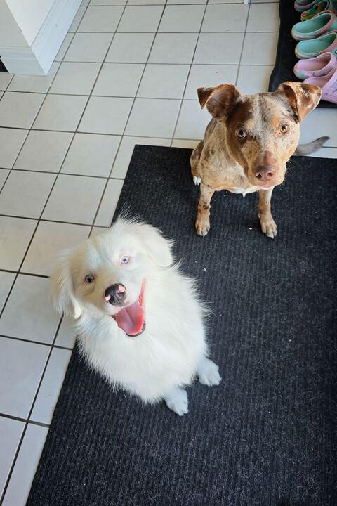 Enlarge Denali, an adopted Australian Shepherd in Clarksburg, MO image 3/5