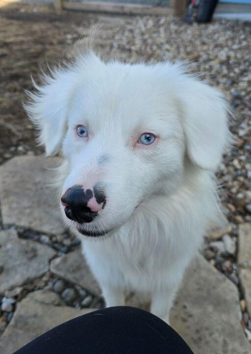 Enlarge Denali, an adopted Australian Shepherd in Clarksburg, MO image 5/5