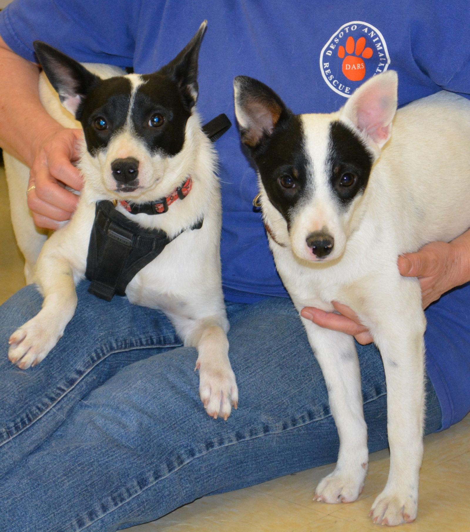 Meri, a Adoptable Rat Terrier in Horn Lake, MS image 1/3