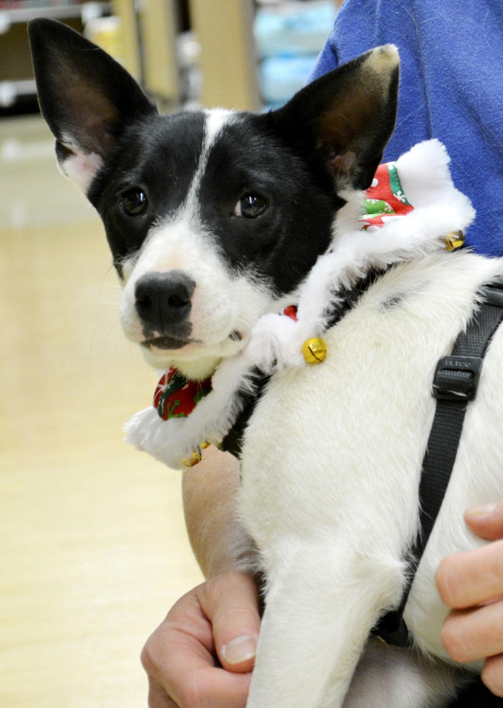 Meri, a Adoptable Rat Terrier in Horn Lake, MS image 2/3