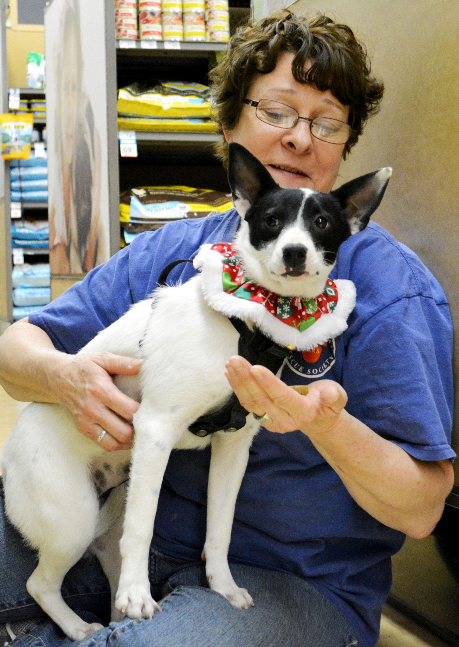 Meri, a Adoptable Rat Terrier in Horn Lake, MS image 3/3
