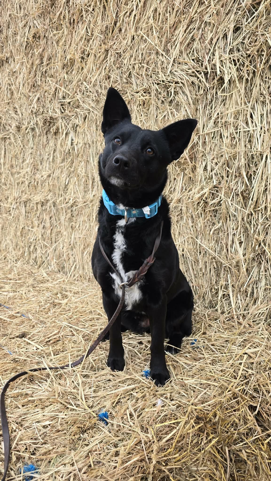 Enlarge Twizzle, a ADOPTABLE mixed breed in Othello, WA image 3/5