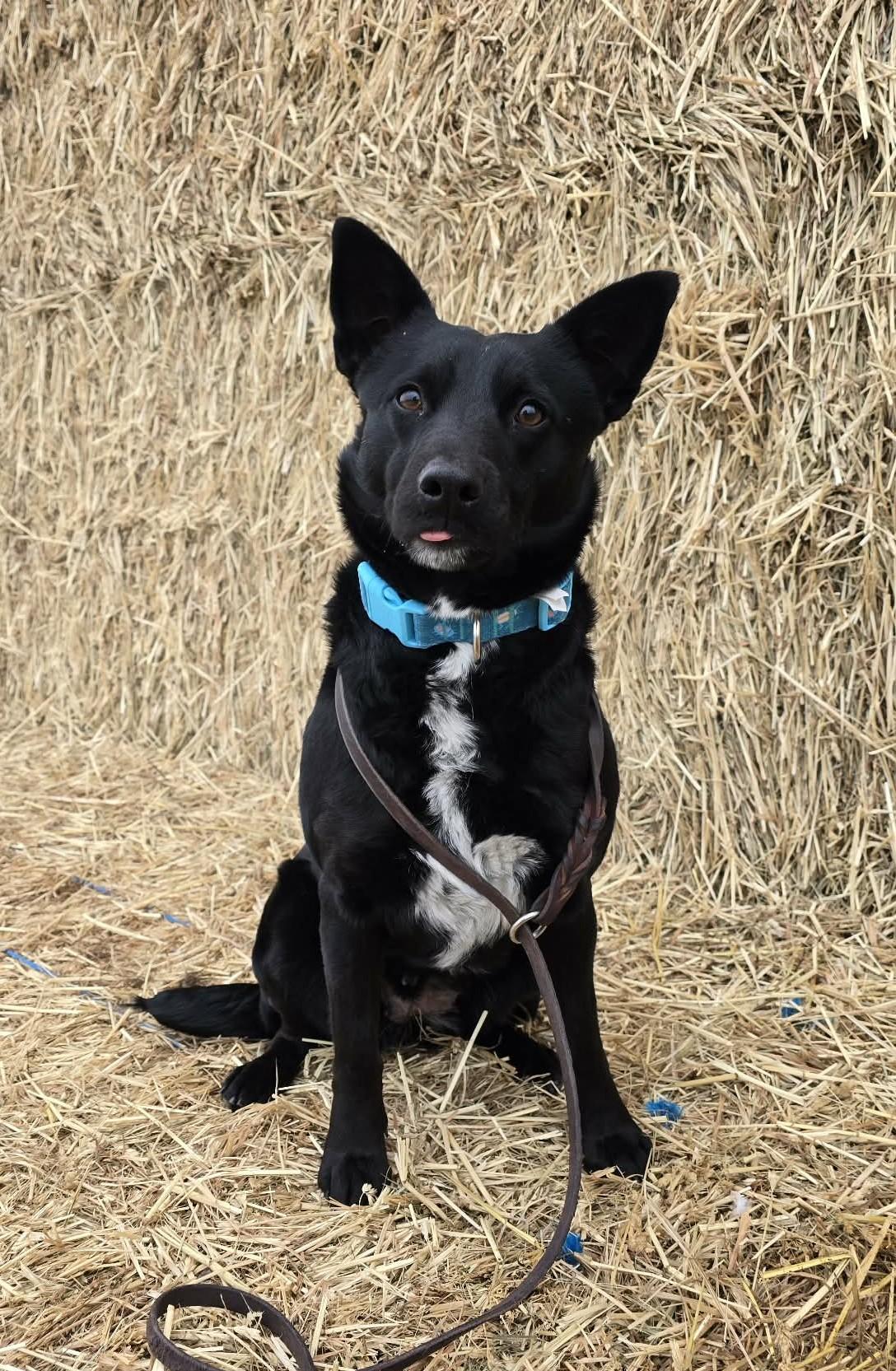 Enlarge Twizzle, a ADOPTABLE mixed breed in Othello, WA image 5/5