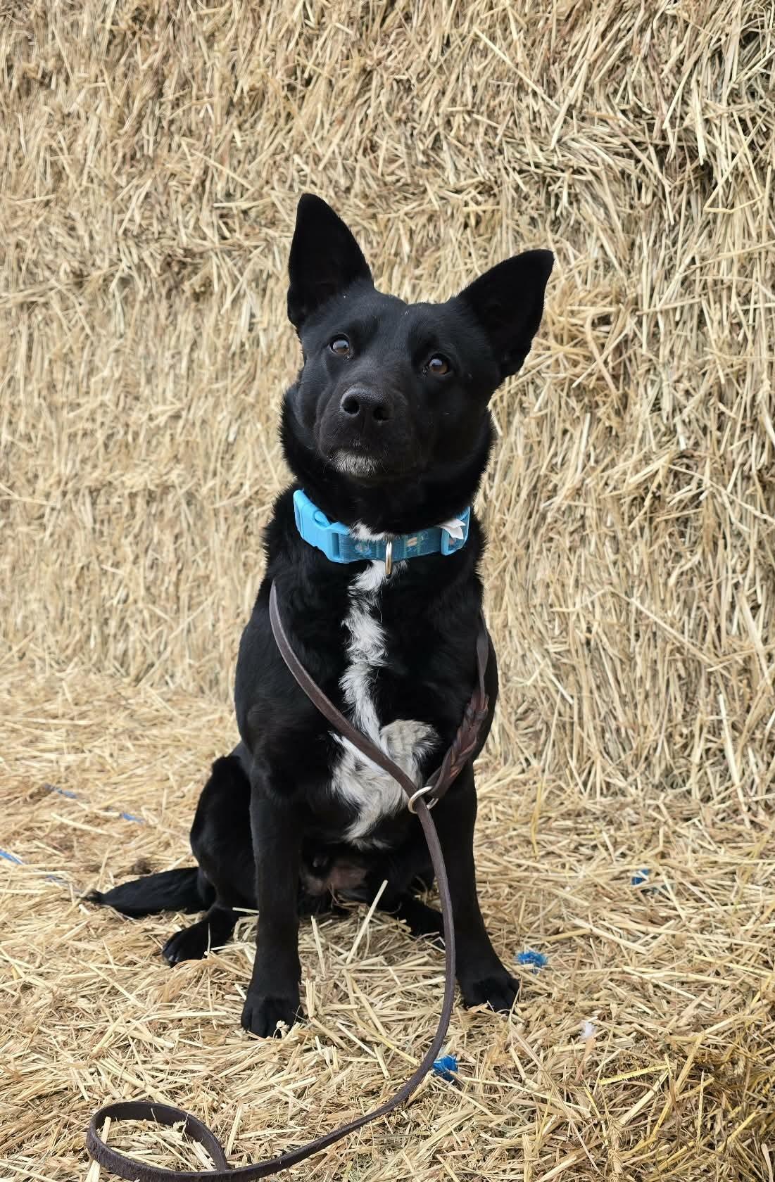 Enlarge Twizzle, a ADOPTABLE mixed breed in Othello, WA image 4/5