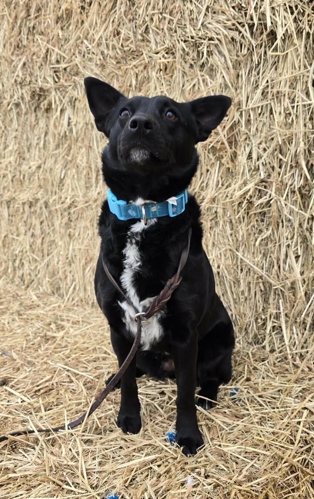Twizzle, ADOPTABLE, Adult Female Australian Cattle Dog / Blue Heeler & Border Collie.