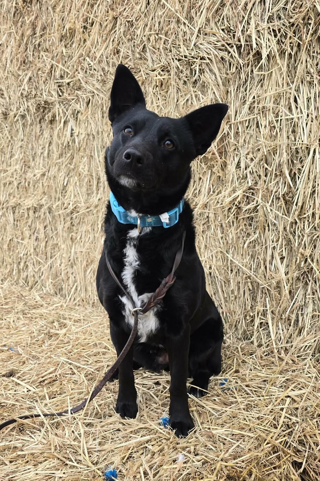Enlarge Twizzle, a ADOPTABLE mixed breed in Othello, WA image 2/5