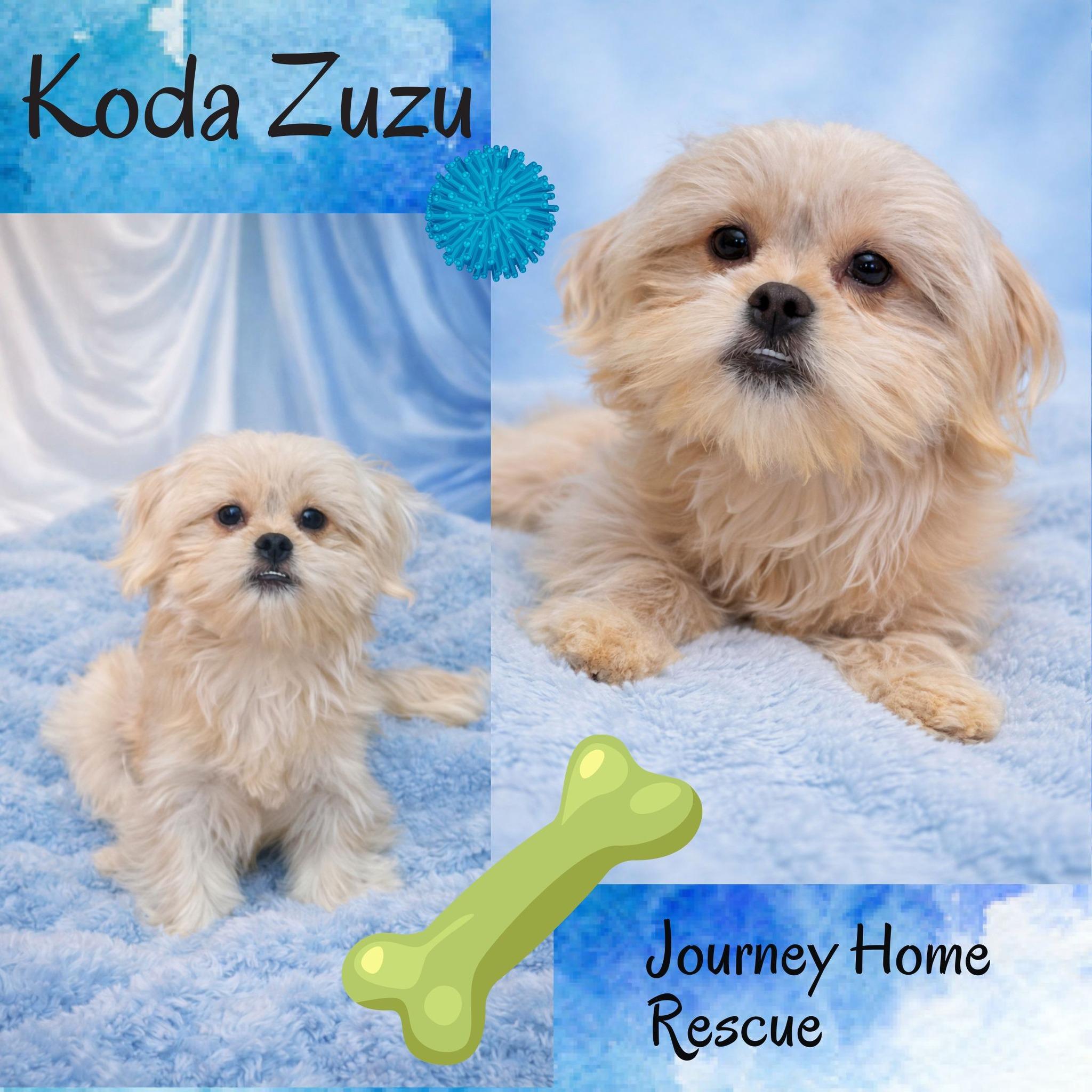 Koda Zuzu, ADOPTABLE, Young Male Shih Tzu.