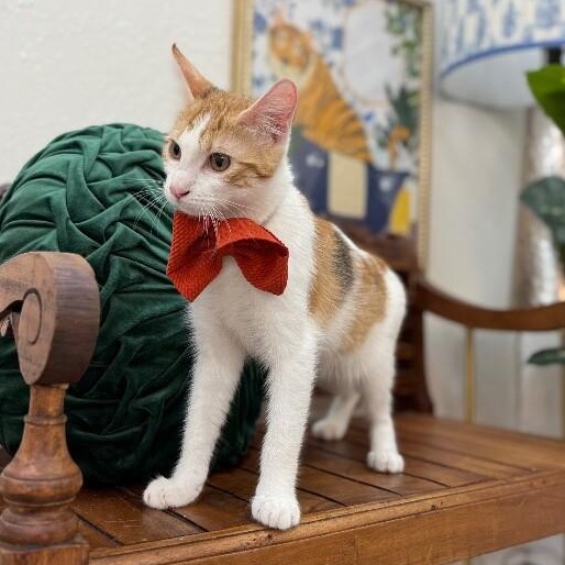 Ginger Boon — thumbnail 3