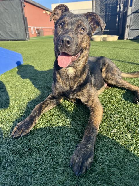 Enlarge CARE BEAR, a Adoptable mixed breed in San Francisco, CA image 1/1