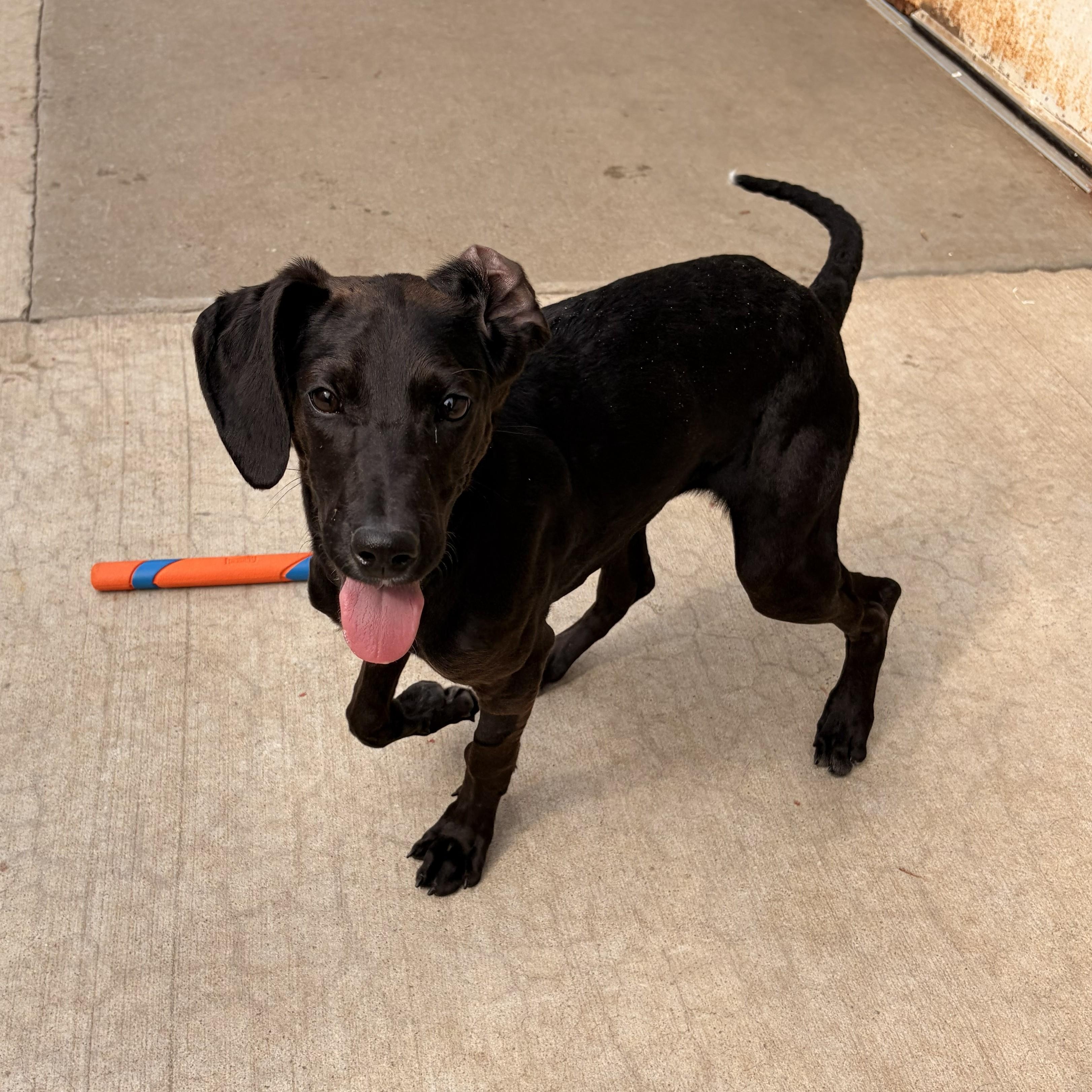 Enlarge Cherry, a Adoptable mixed breed in Franklin, NC image 2/4