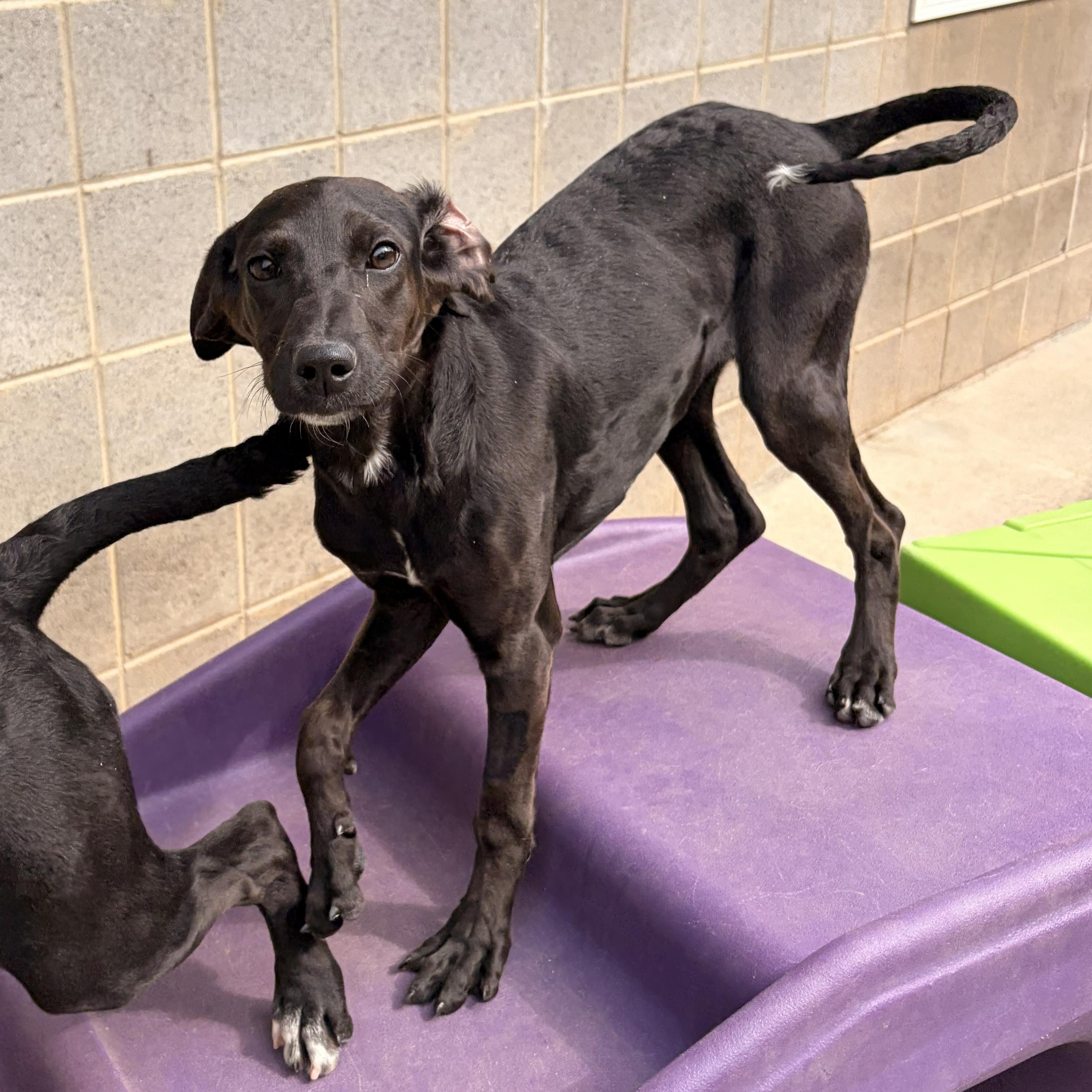 Enlarge Cherry, a Adoptable mixed breed in Franklin, NC image 4/4