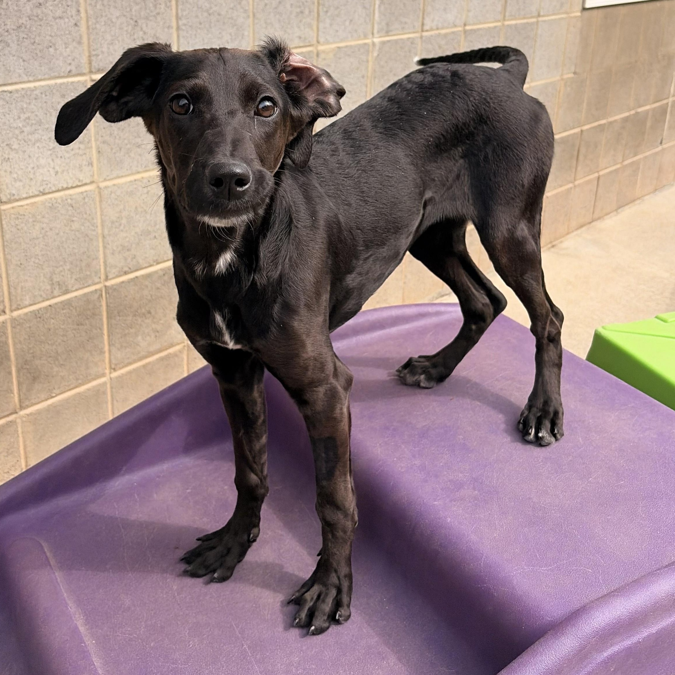 Enlarge Cherry, a Adoptable mixed breed in Franklin, NC image 1/4