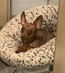 Brownie, adopted, Young Male Chihuahua.