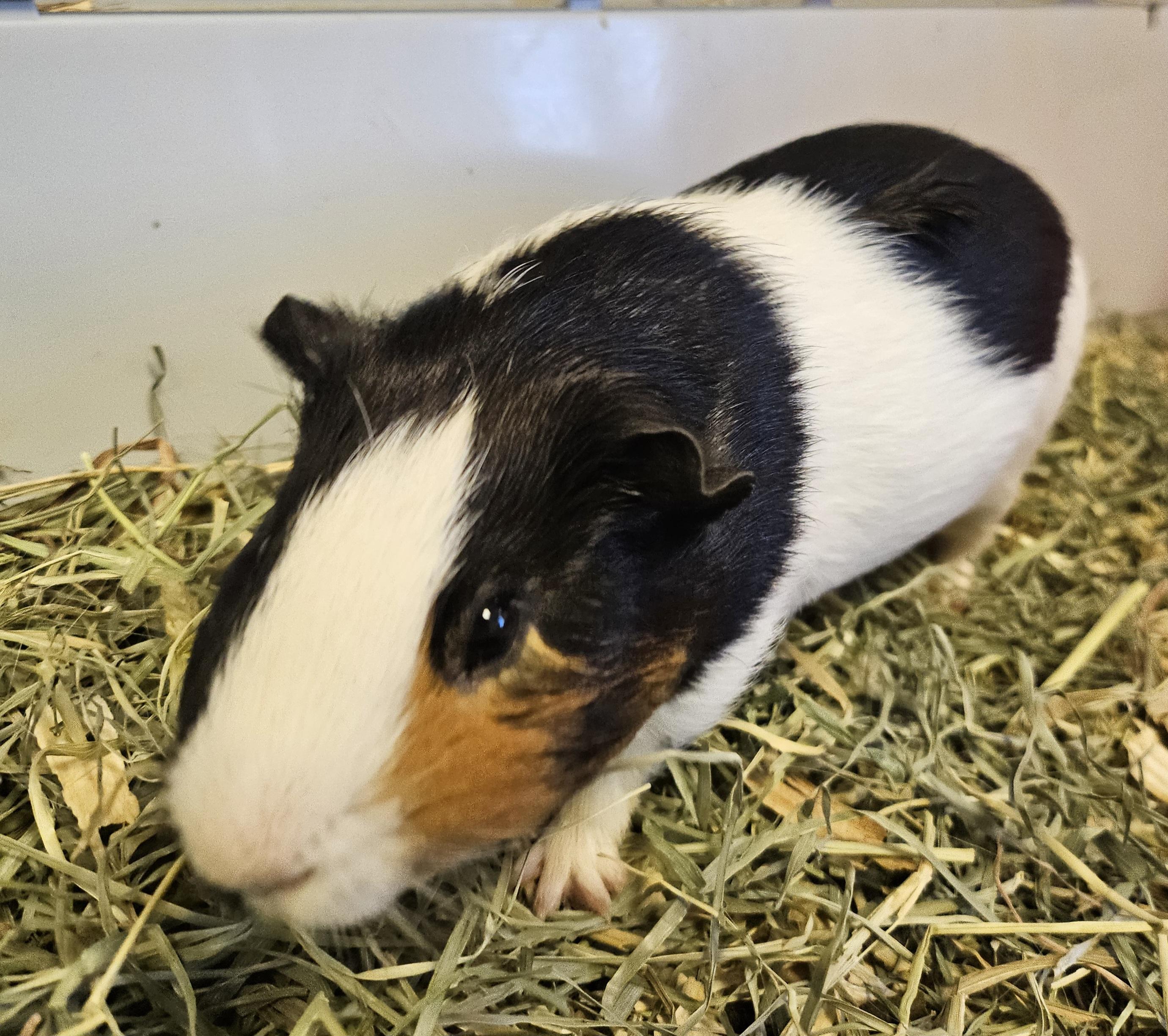 Enlarge Bramble, an adopted Guinea Pig in South Elgin, IL image 1/1