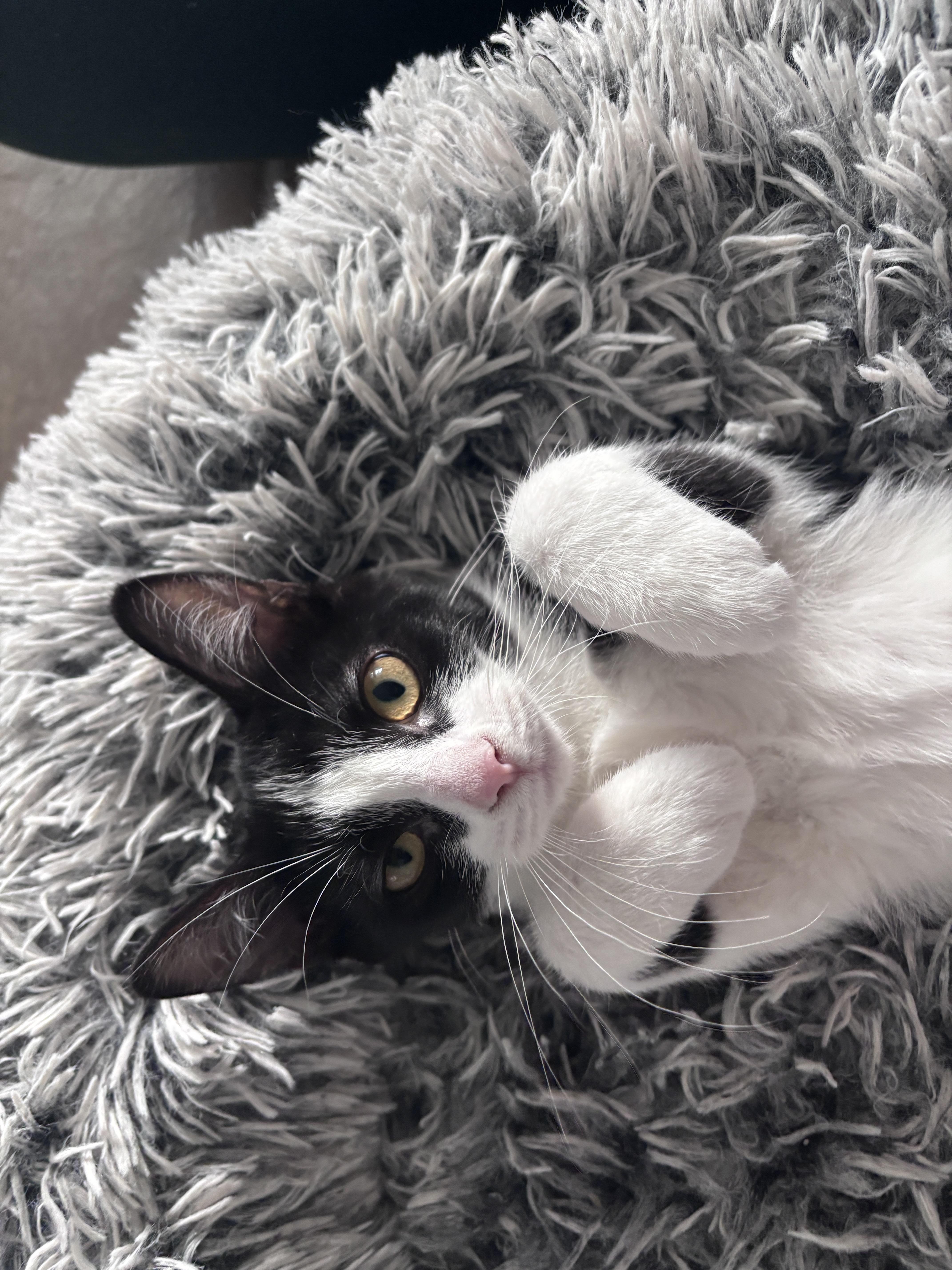 Sydney (bonded with Galaxy)