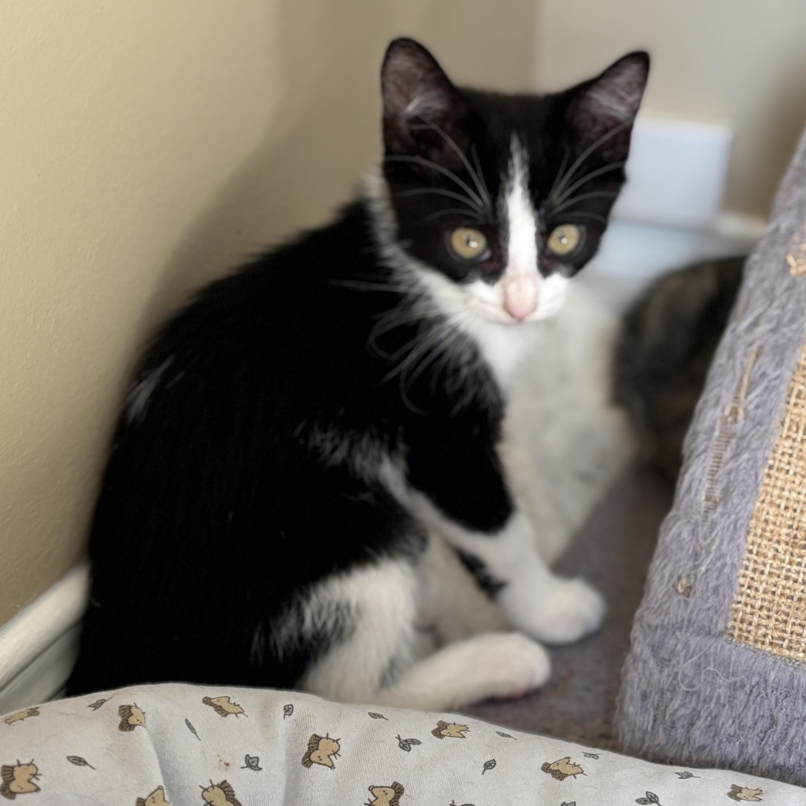 Sydney (bonded with Galaxy)