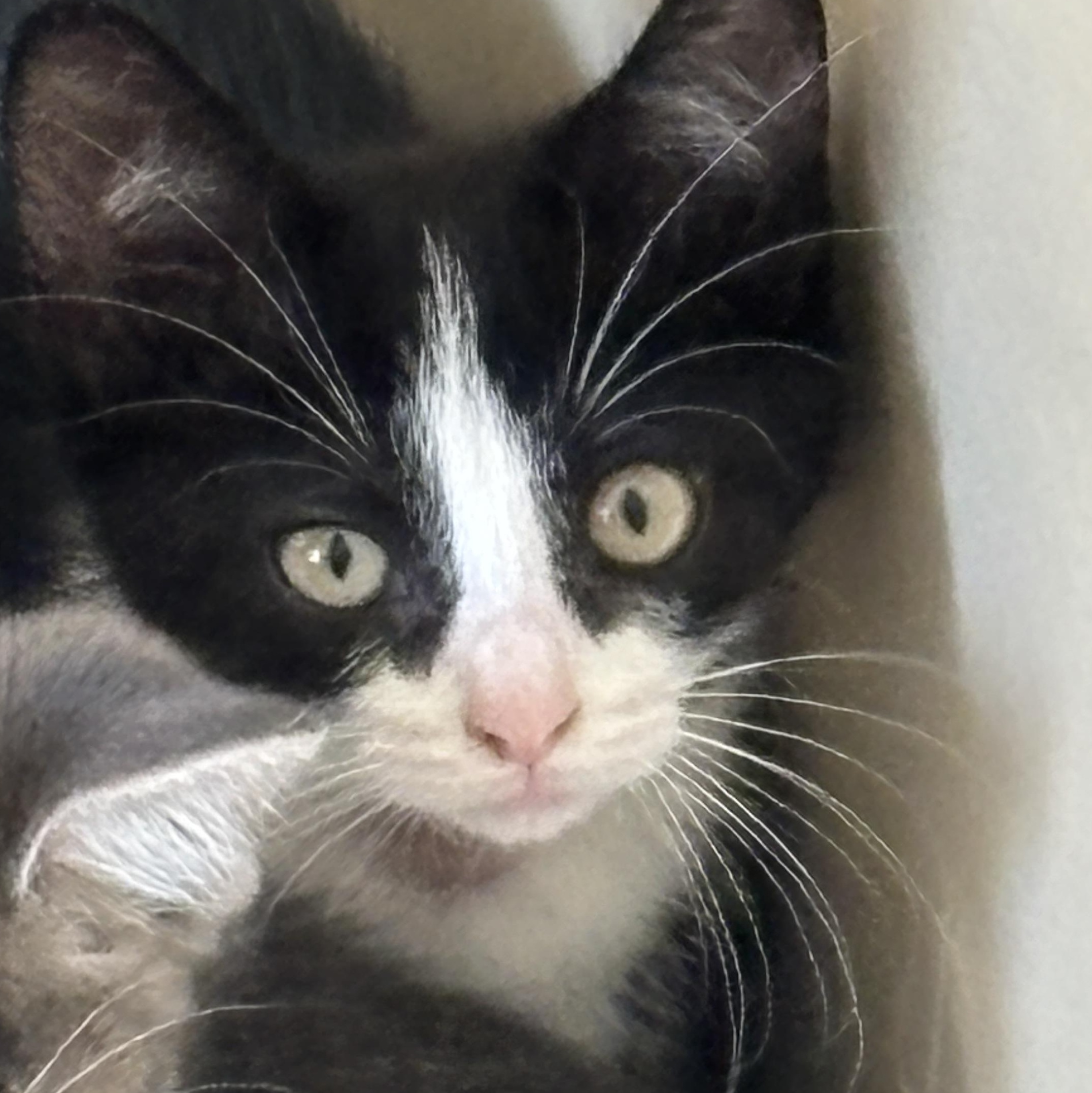 Sydney (bonded with Galaxy)