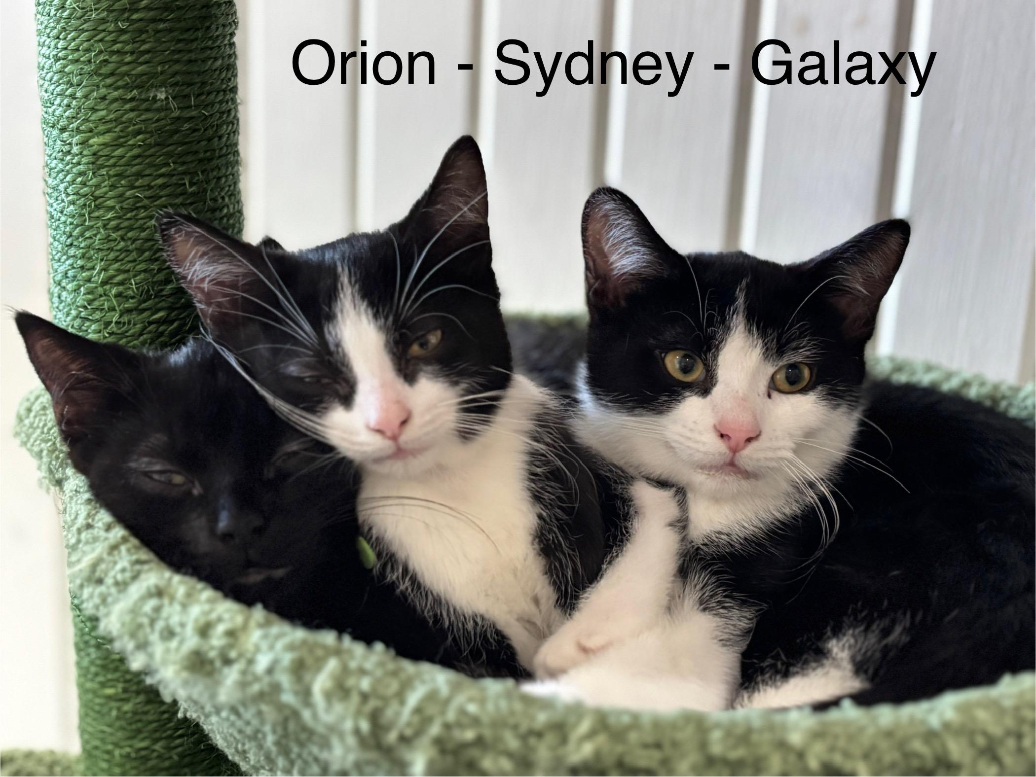 Sydney (bonded with Galaxy)
