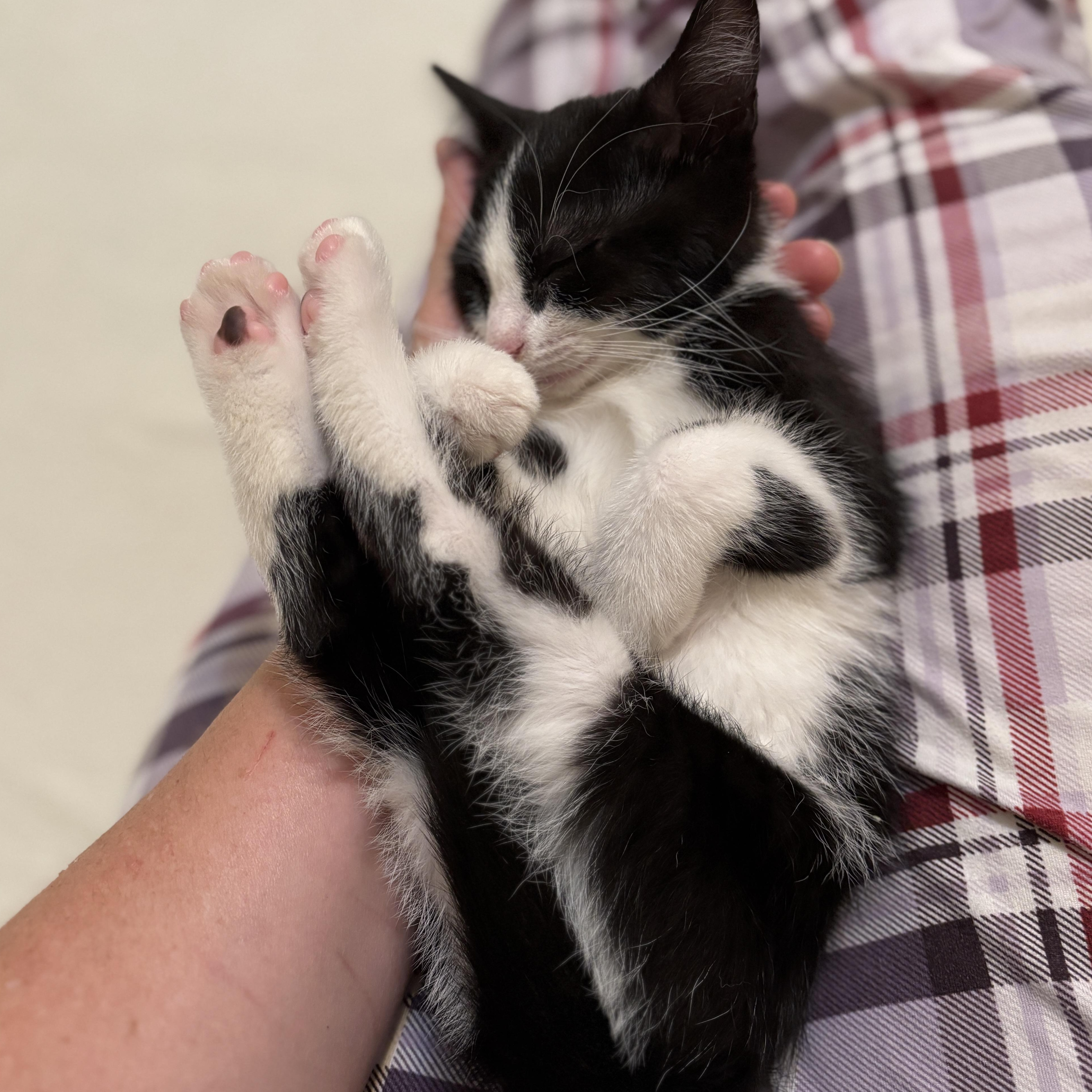 Sydney (bonded with Galaxy)