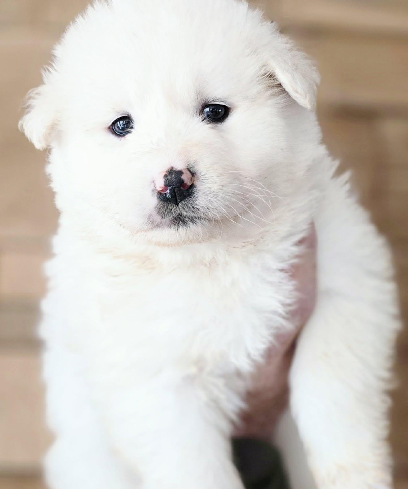 Arreu, Adoptable, Puppy Female Great Pyrenees & Alaskan Malamute.