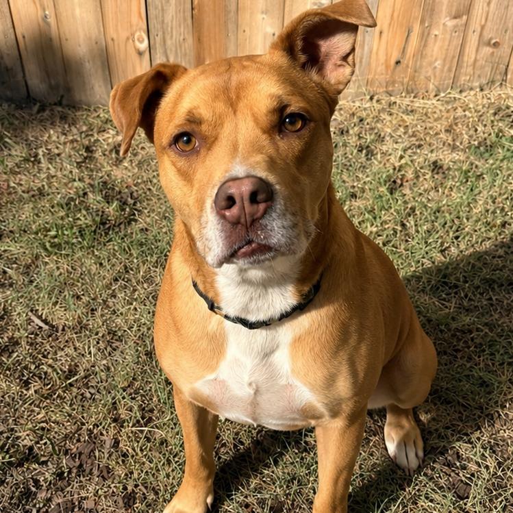 Simba, Adoptable, Adult Male Mixed Breed.