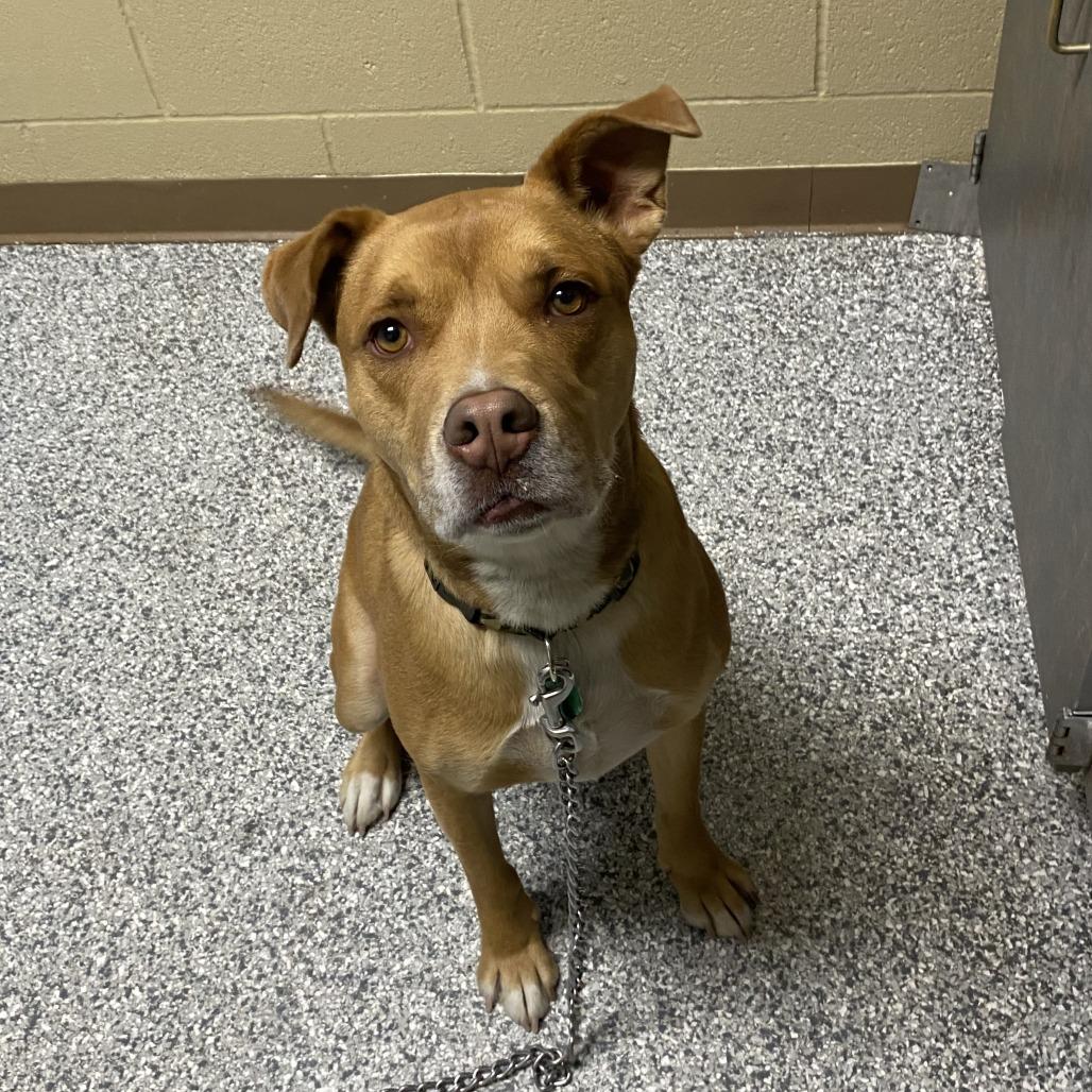 Enlarge Simba, a Adoptable Mixed Breed in Cheyenne, WY image 2/2