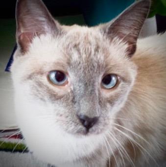 Zander, a Adoptable Siamese in New Braunfels, TX image 1/6