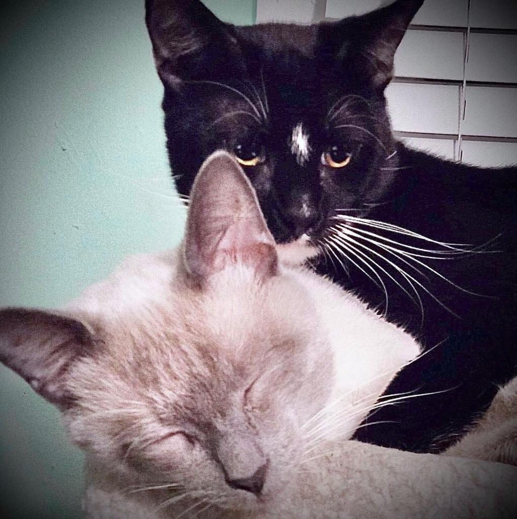 Zander, a Adoptable Siamese in New Braunfels, TX image 3/6