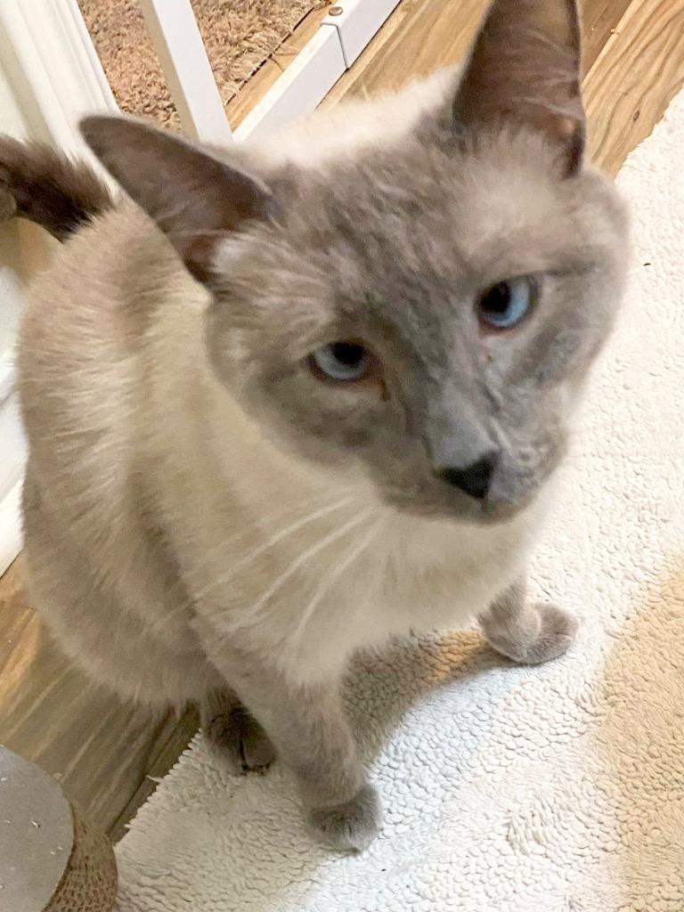 Zander, a Adoptable Siamese in New Braunfels, TX image 4/6