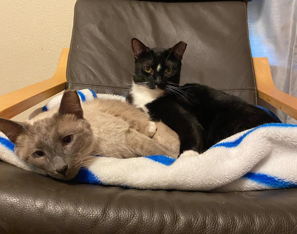 Zander, a Adoptable Siamese in New Braunfels, TX image 5/6