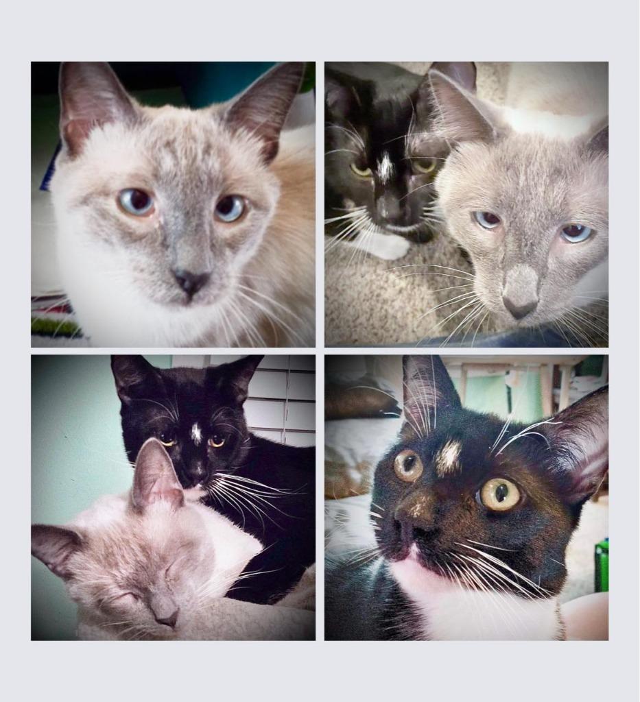 Zander, a Adoptable Siamese in New Braunfels, TX image 6/6