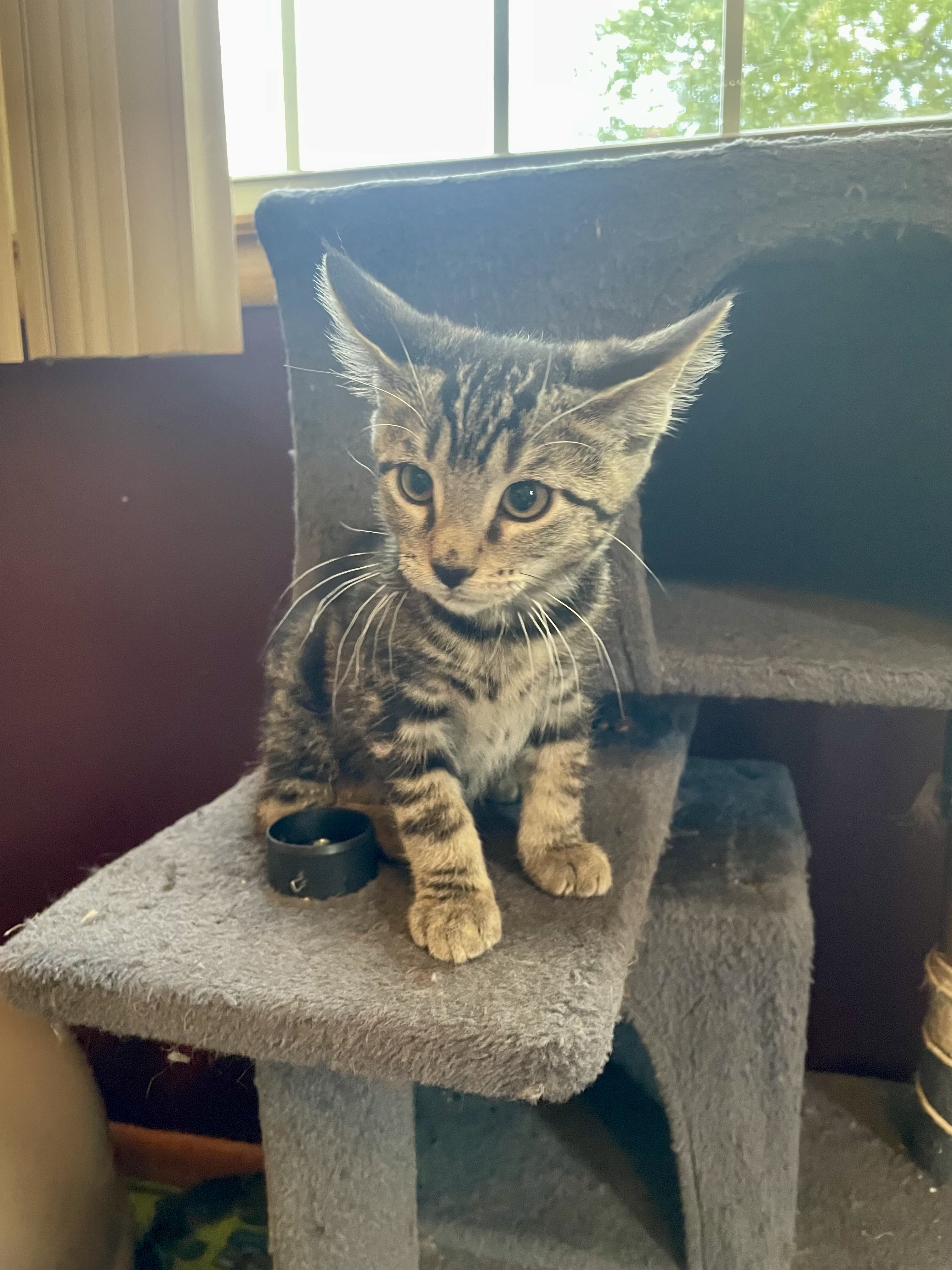 Cat for adoption Ron, a Domestic Short Hair in Turnersville, NJ Petfinder