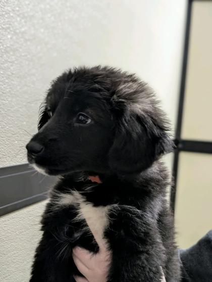 Ash 50788, ADOPTABLE, Puppy Female Mixed Breed.