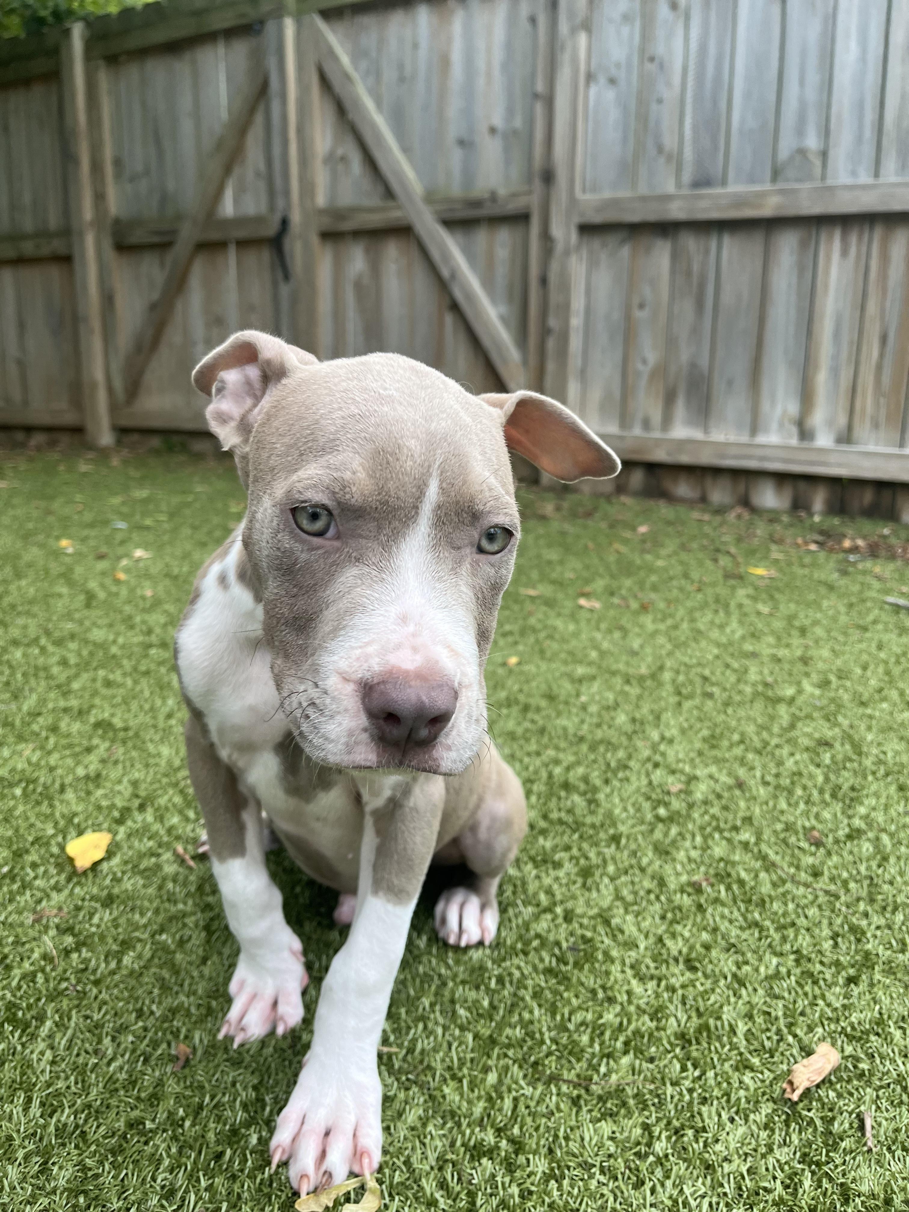 Rossi, adopted, Puppy Male Pit Bull Terrier.