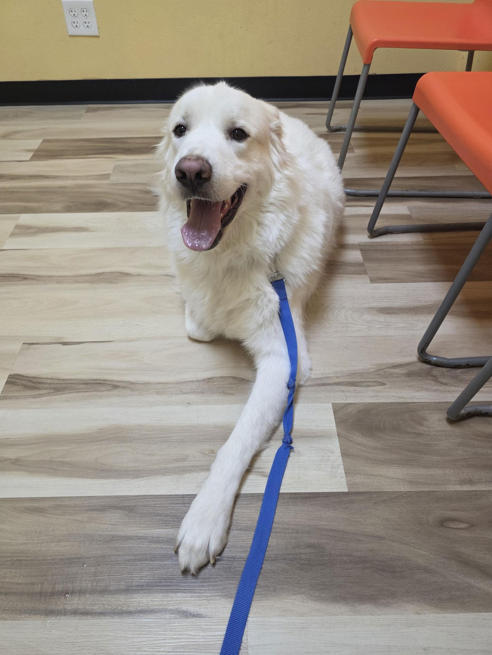 Brock, Adoptable, Adult Male Great Pyrenees.