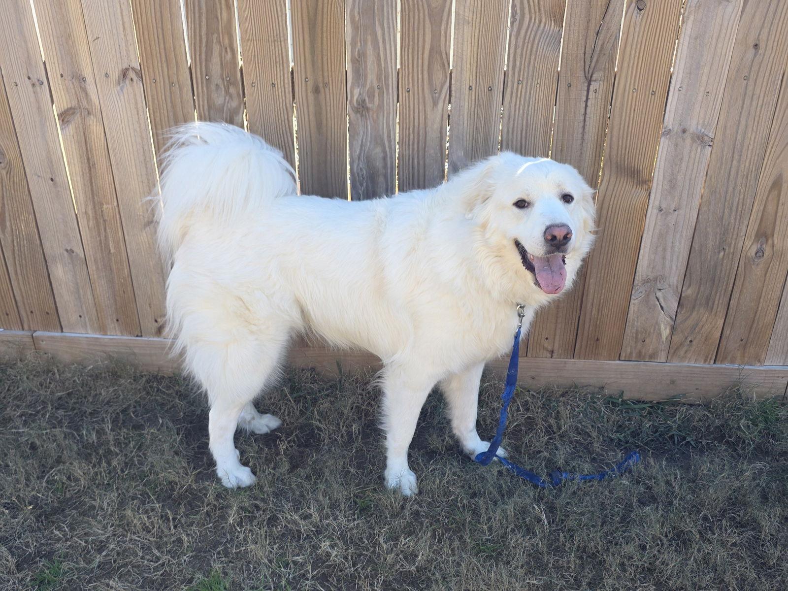 Enlarge Brock, a Adoptable Great Pyrenees in Houston, TX image 1/3