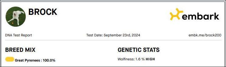 Enlarge Brock, a Adoptable Great Pyrenees in Houston, TX image 2/3