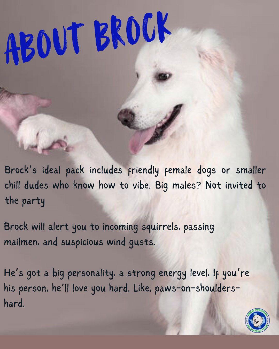 Brock, a Adoptable Great Pyrenees in Houston, TX image 2/3