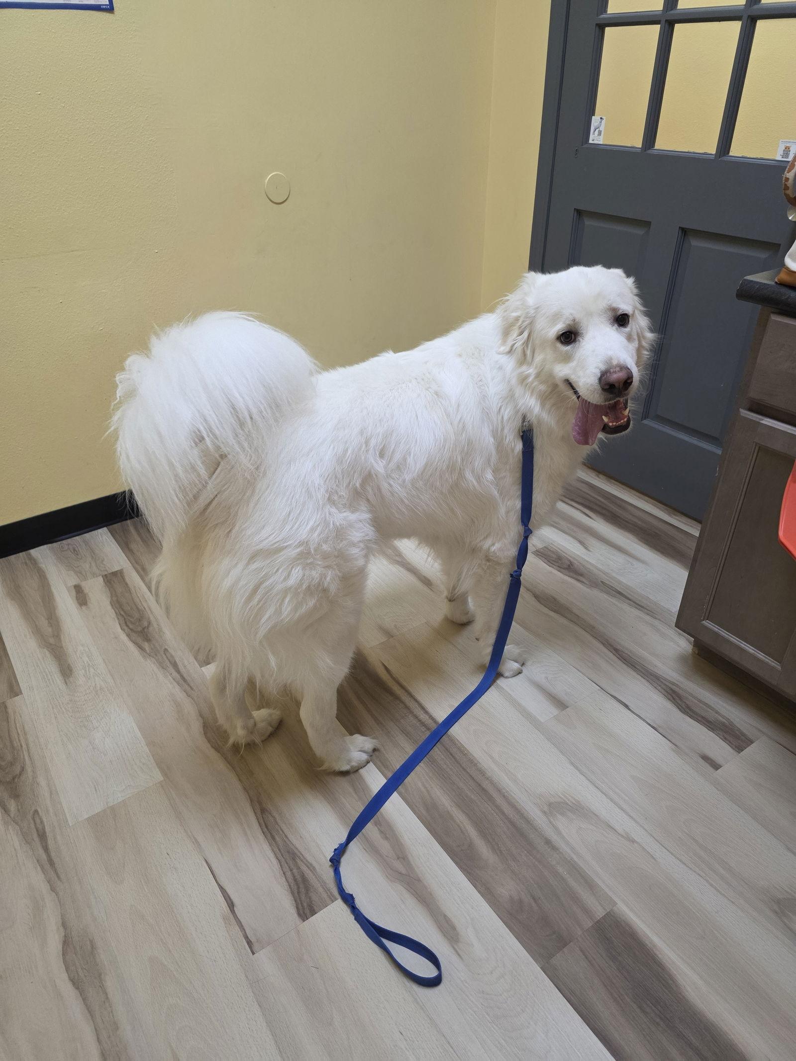 Brock, a Adoptable Great Pyrenees in Houston, TX image 3/3