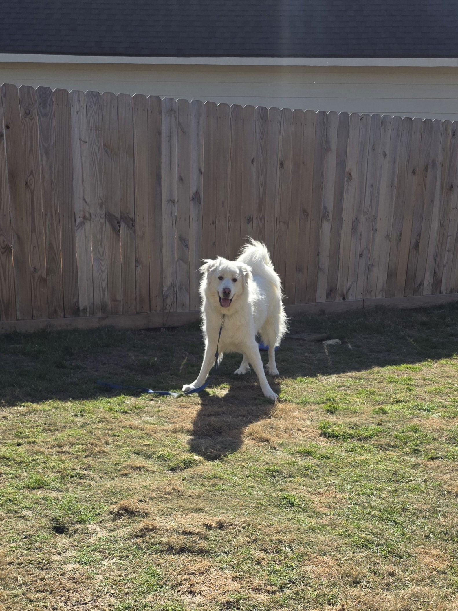 Enlarge Brock, a Adoptable Great Pyrenees in Houston, TX image 2/3