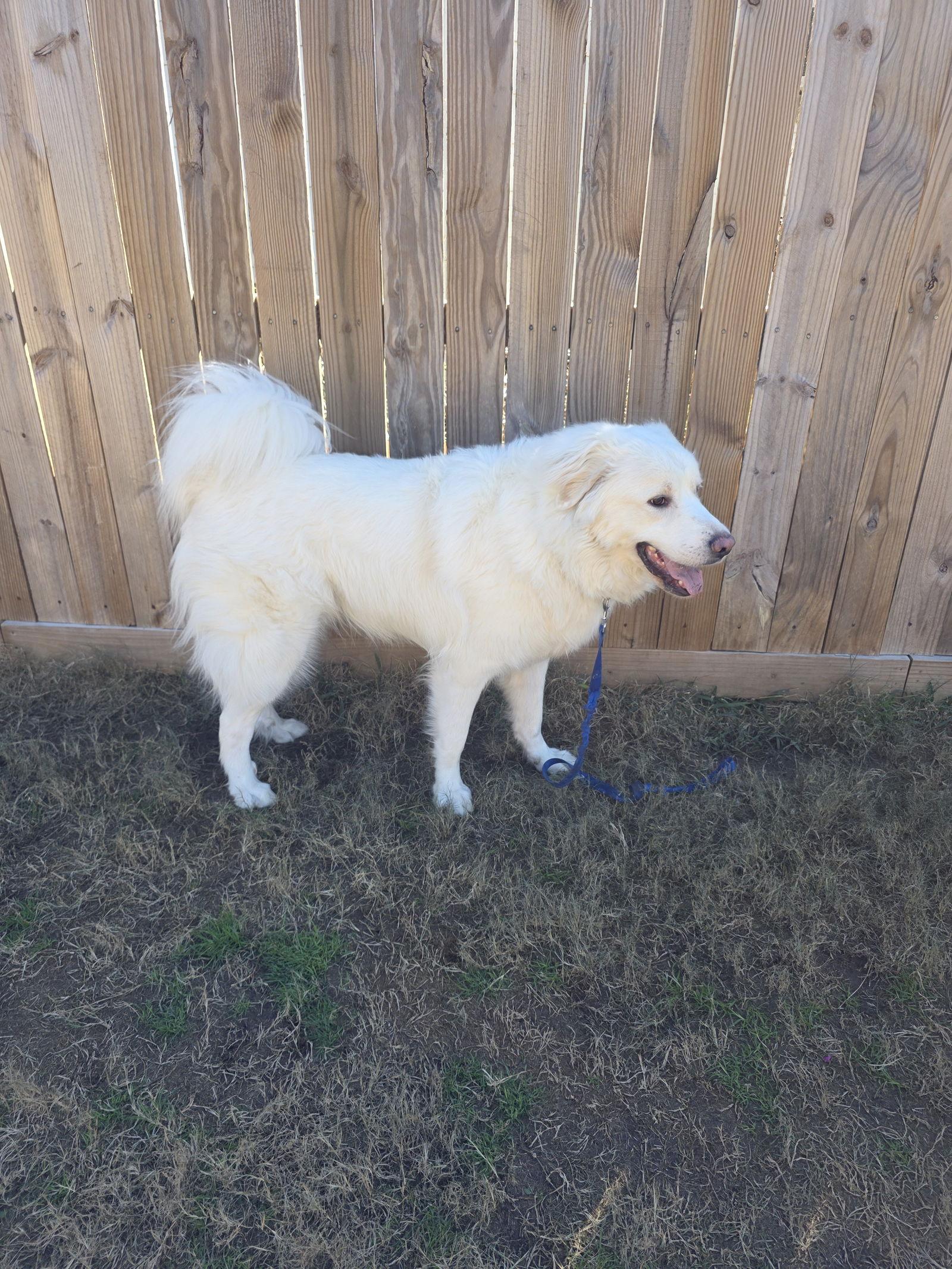 Enlarge Brock, a Adoptable Great Pyrenees in Houston, TX image 3/3