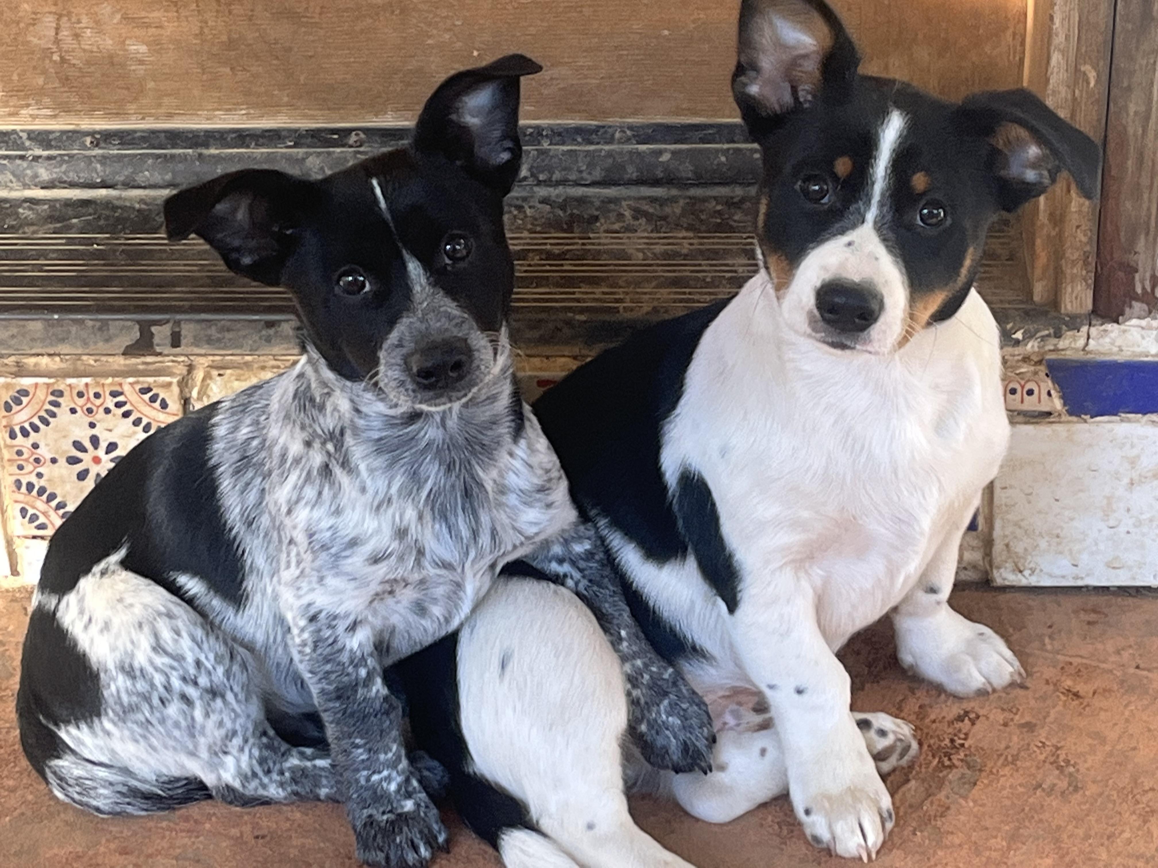 Rugby And Cricket thumbnail 3