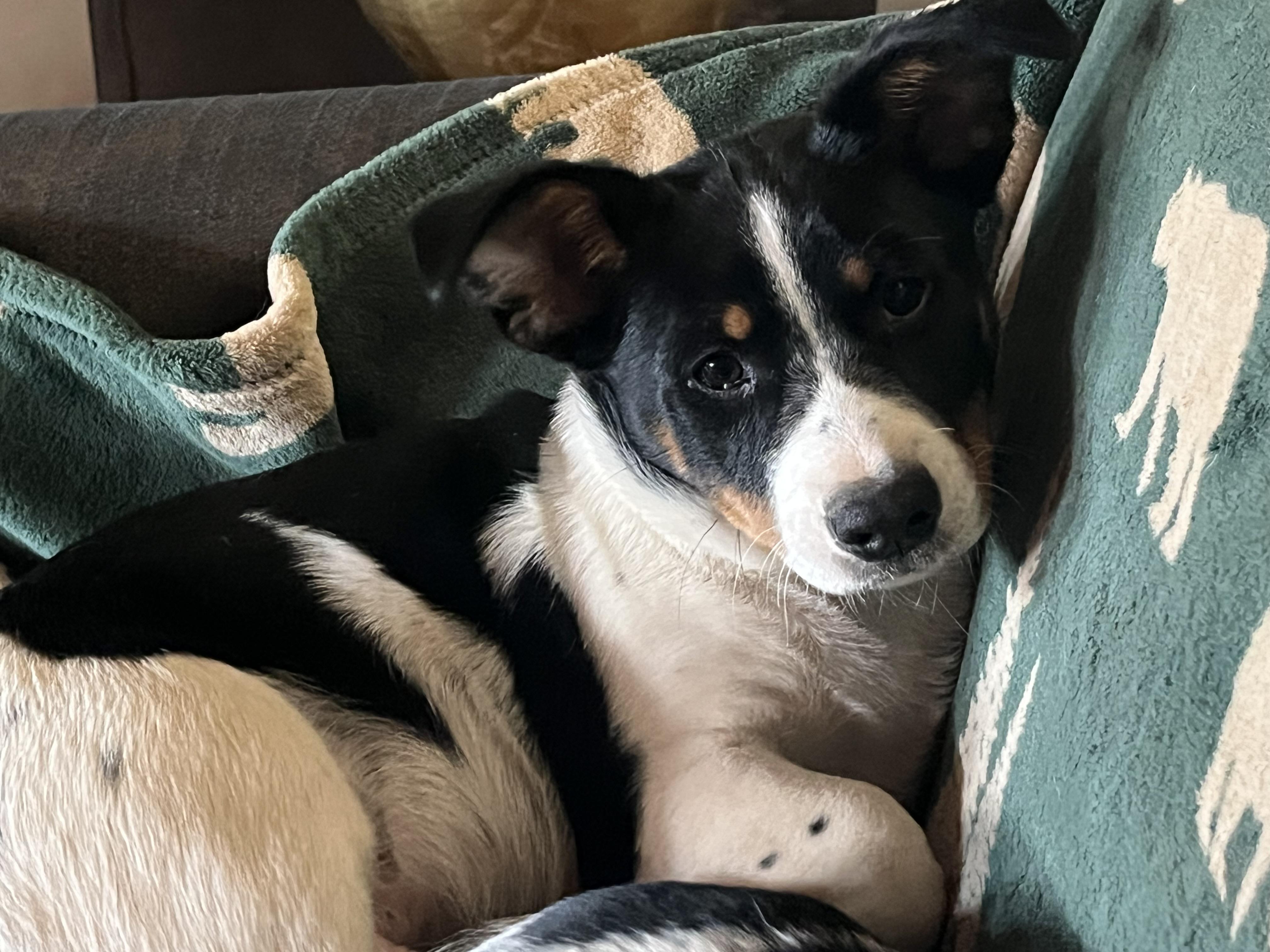 Rugby And Cricket thumbnail 4