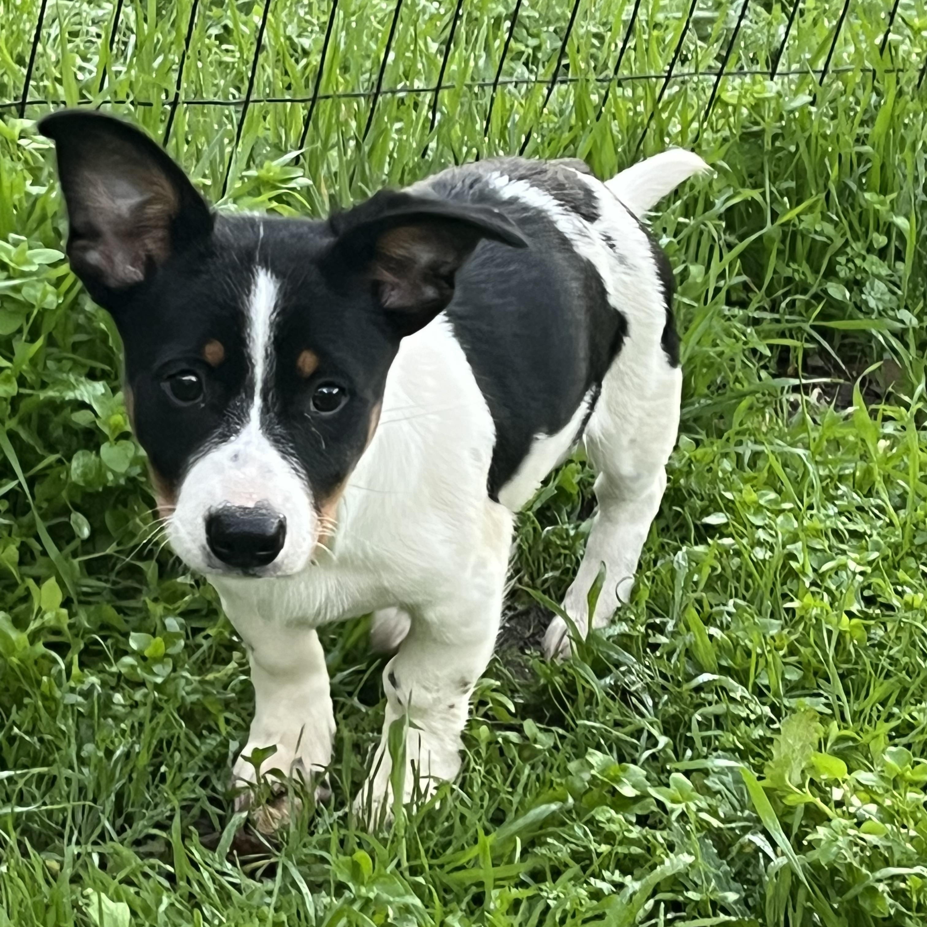 Rugby And Cricket thumbnail 5