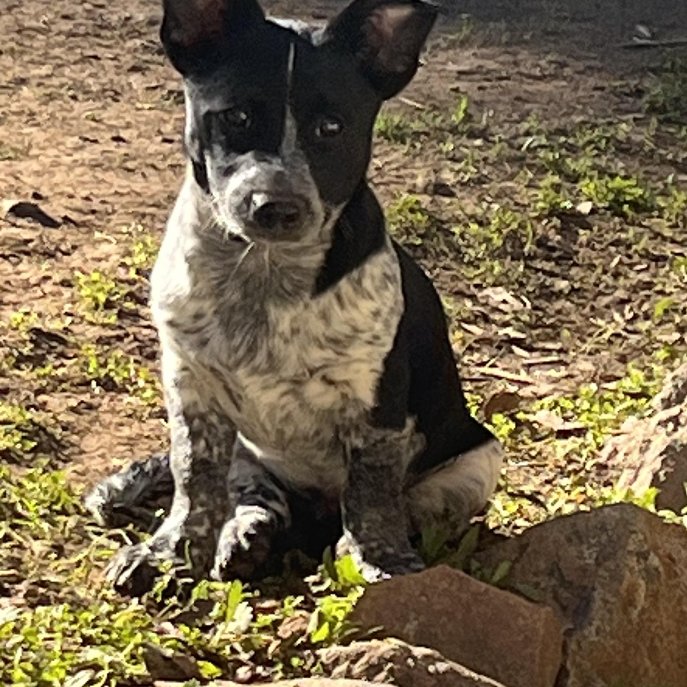 Rugby And Cricket thumbnail 6