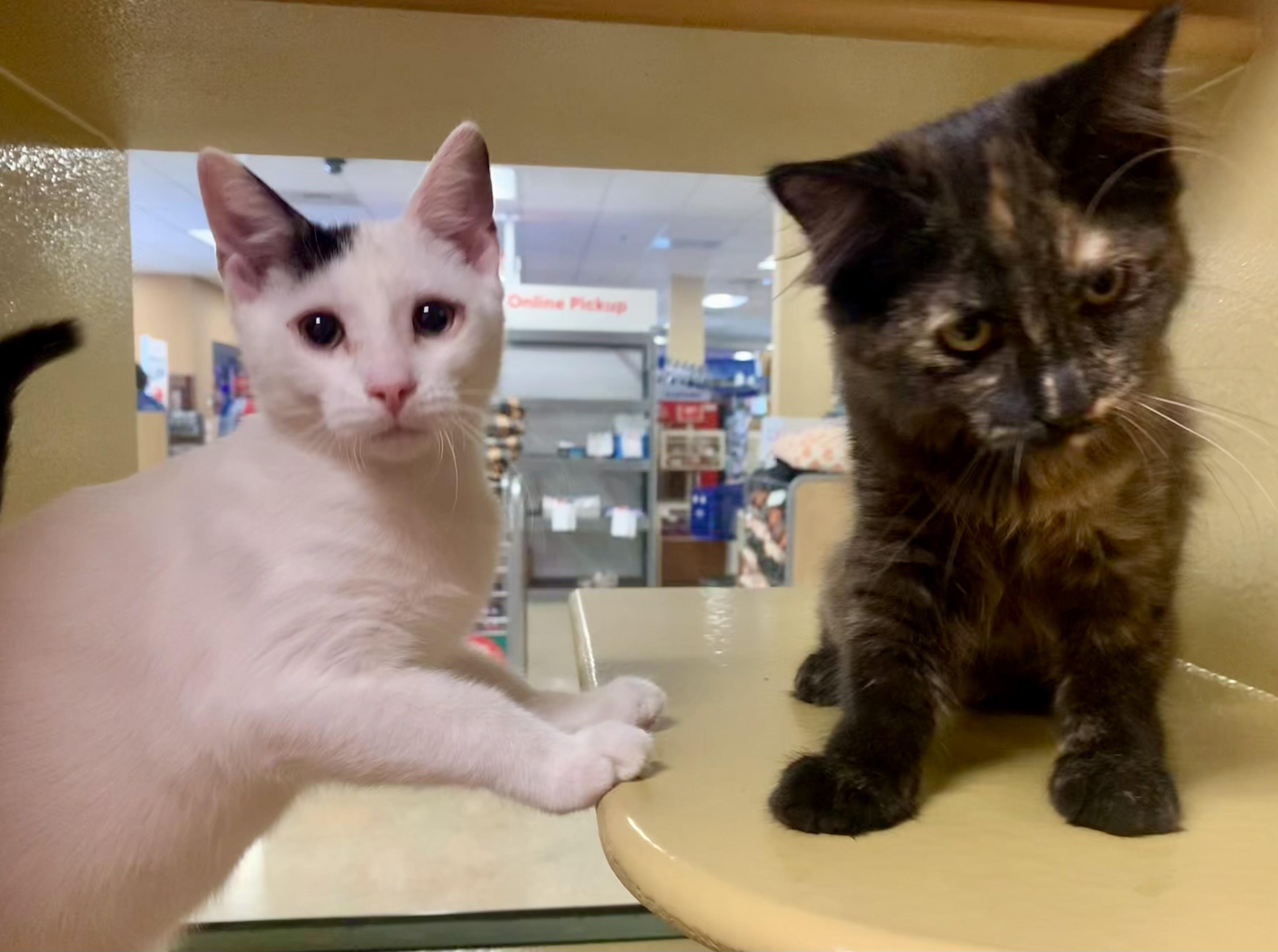 Noah & Nora - BONDED PAIR