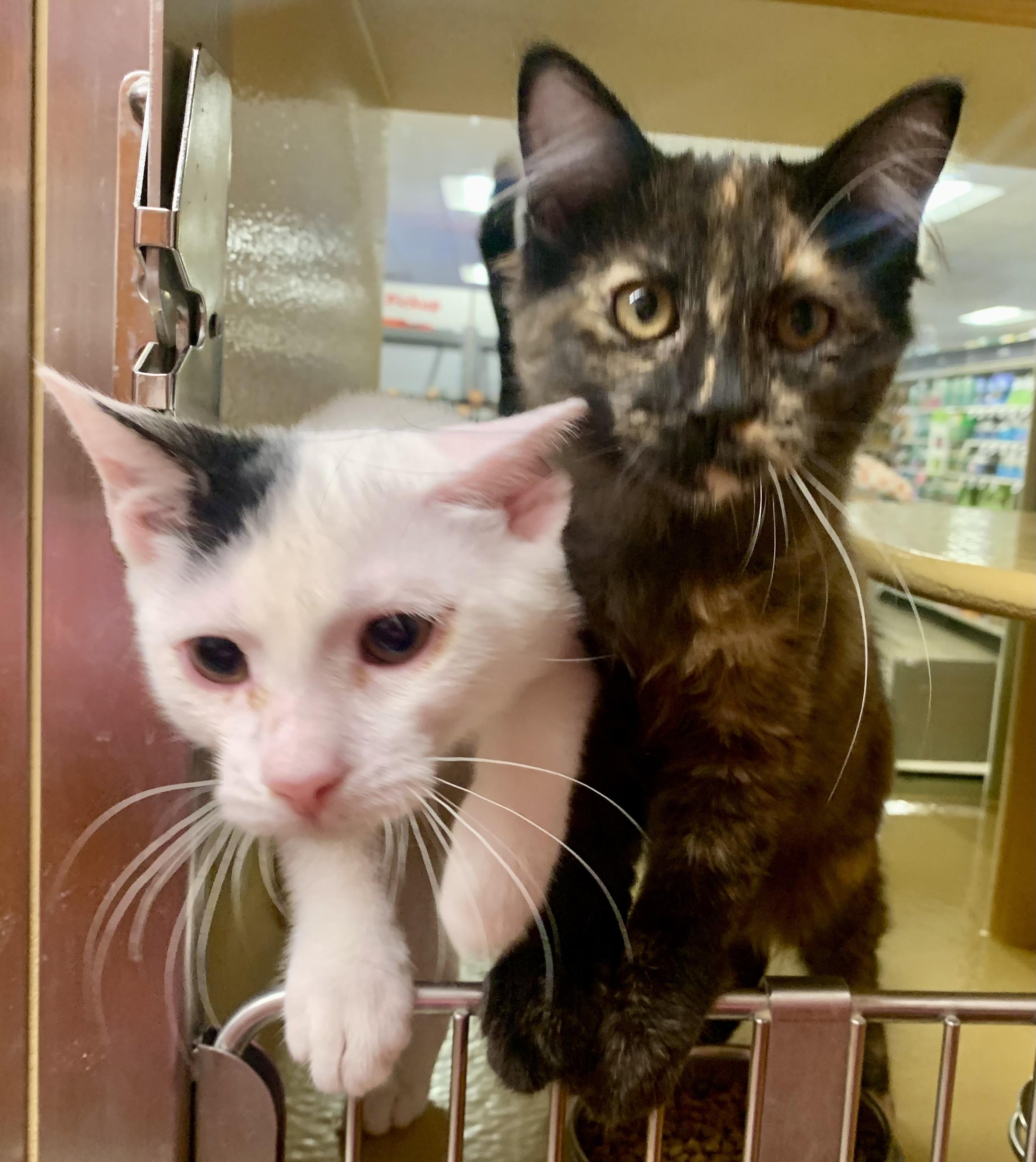 Noah & Nora - BONDED PAIR